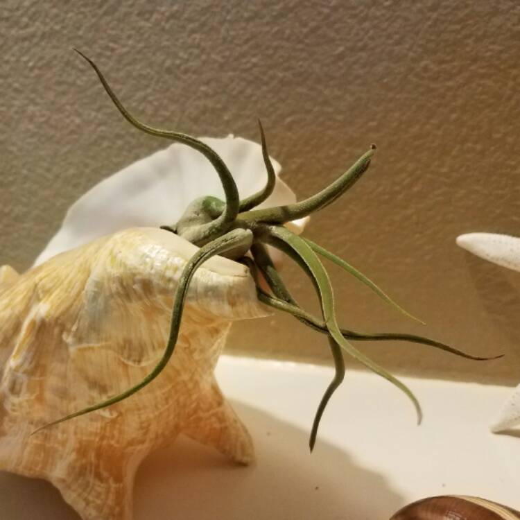 Plant image Tillandsia 'Caput-Medusae XXL'