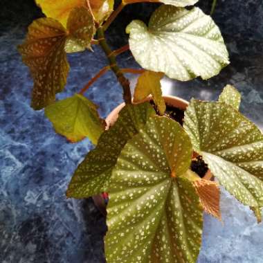 Angel Wing Begonia