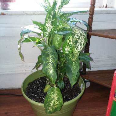 Dieffenbachia