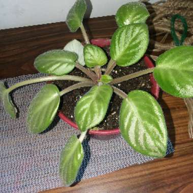 Streptocarpus sect. Saintpaulia  syn. Saintpaulia