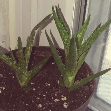 Aloe 'Juvenna'