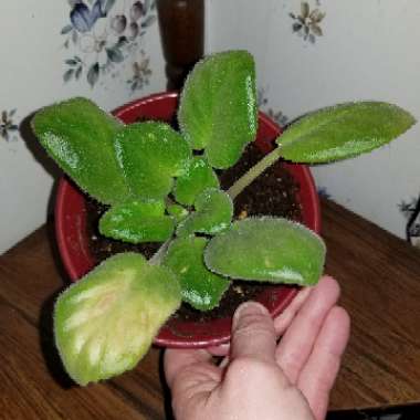 Streptocarpus sect. Saintpaulia  syn. Saintpaulia