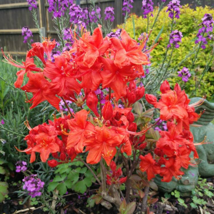 Plant image Rhododendron 'Fireball'