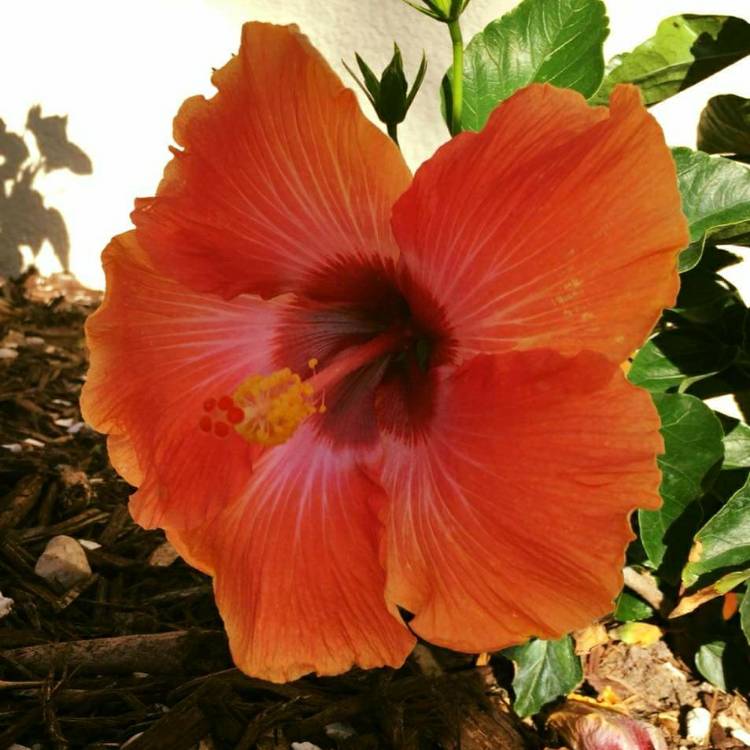 Plant image Hibiscus rosa-Sinensis 'Bimbos