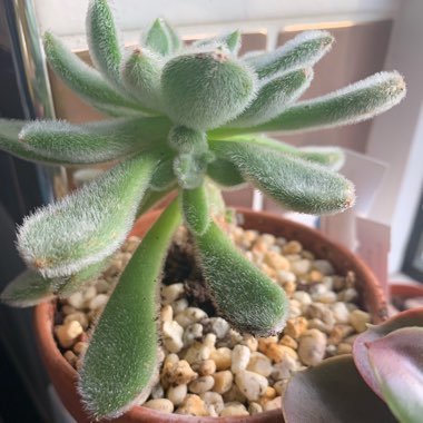 Echeveria 'Setosa var. Setosa'