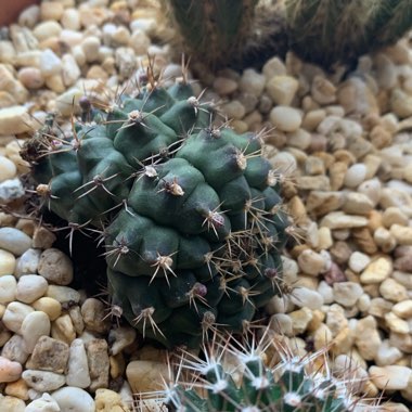 Gymnocalycium baldianum