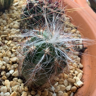 Old Man of the Andes Cactus