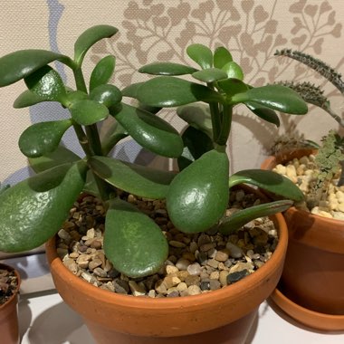 Jade Plant