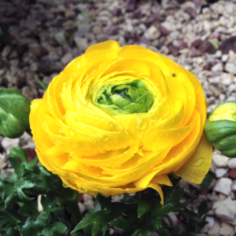 Plant image Ranunculus acris 'Flore Pleno'