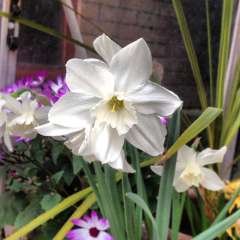 Plant image Narcissus 'Green Eye'