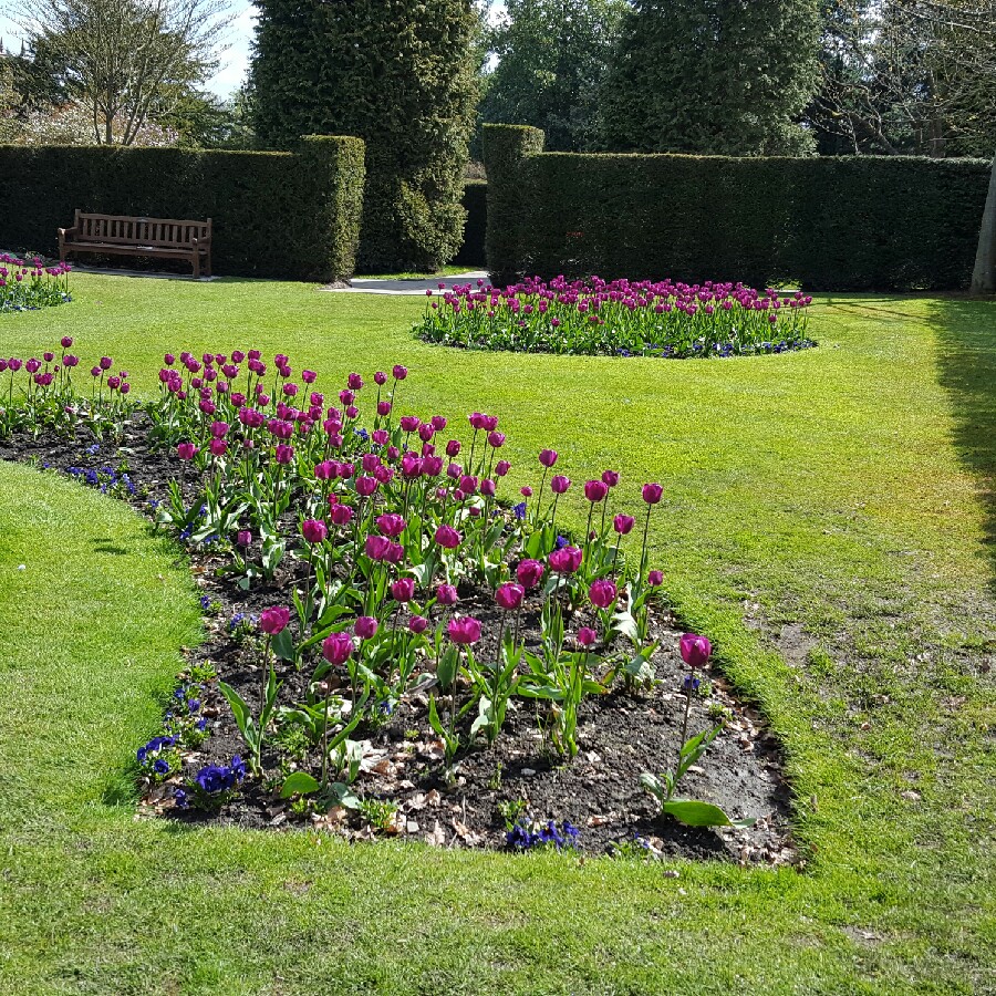 Plant image Tulipa 'Blue Heron'