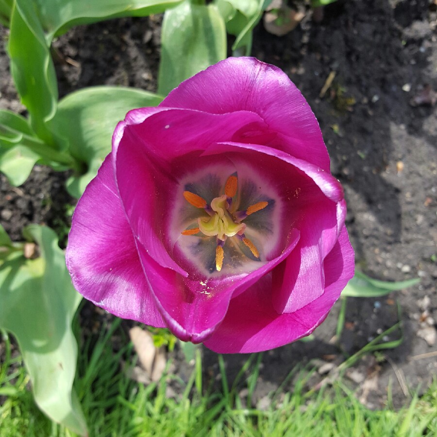 Plant image Tulipa 'Blue Heron'