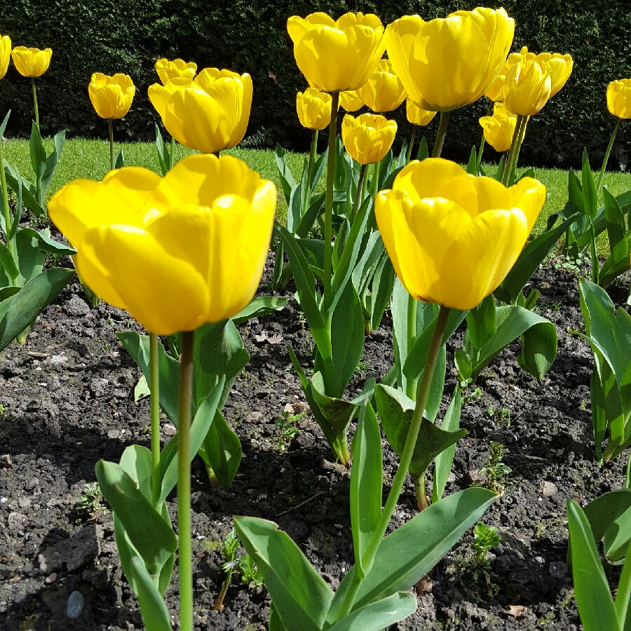 Plant image Tulipa gesneriana 'Lutea'