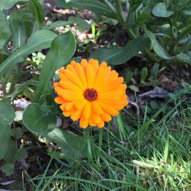 Calendula 'officinalis'