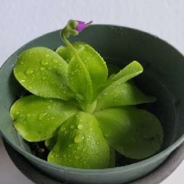 Butterwort 'Agnata'