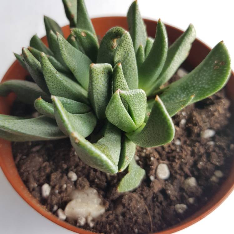 Plant image Aloinopsis rubrolineata