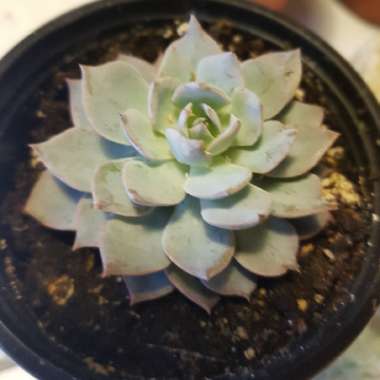 Echeveria Desmetiana v. Subsesslis