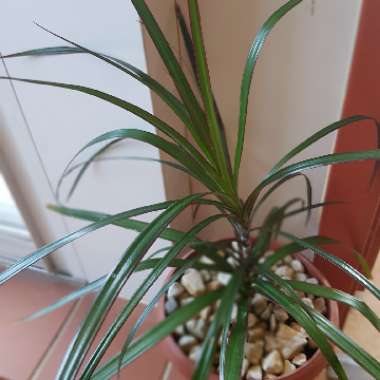 Dracaena marginata