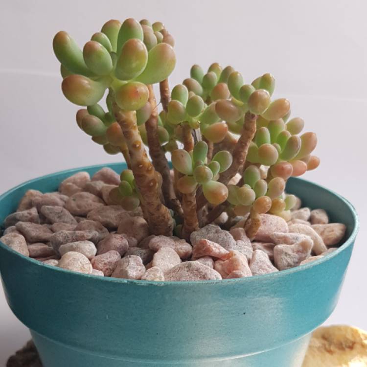 Plant image Sedum 'Pachyphyllum Hybrid