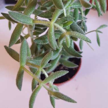 Crassula mesembryanthemoides subsp. mesembryanthemoides