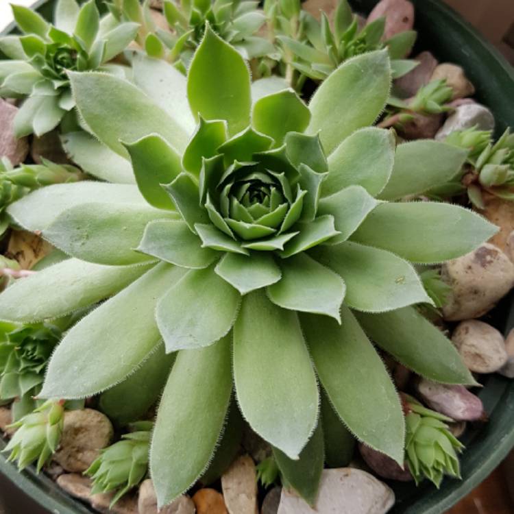 Plant image Sempervivum Green Wheel