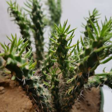 Cylindropuntia