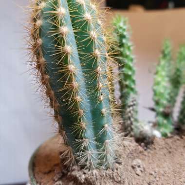 Pilosocereus pachycladus