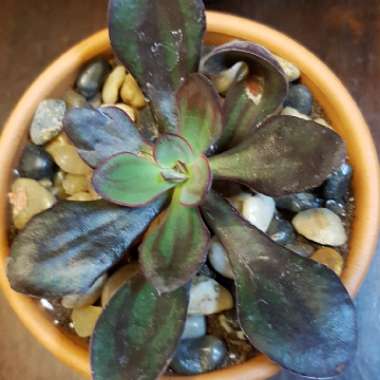 Echeveria Nodulosa