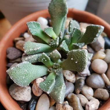 Aloinopsis luckhoffii