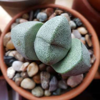 Pleiospilos nelii