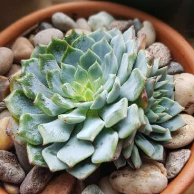 Echeveria Azulita