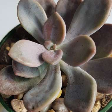 Graptopetalum Murasaki