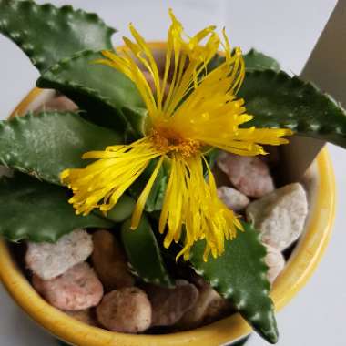 Faucaria tigrina