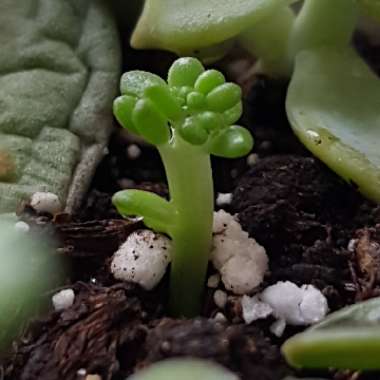 Sedum Rubrotinctum