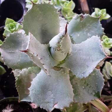 Agave Potatorum var, Verschaffeltii