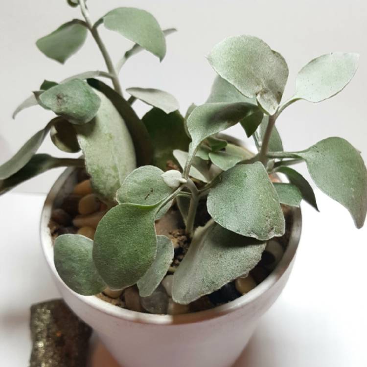 Plant image Kalanchoe Hildebrandtii