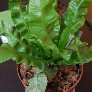 Asplenium scolopendrium 'Undulatum'