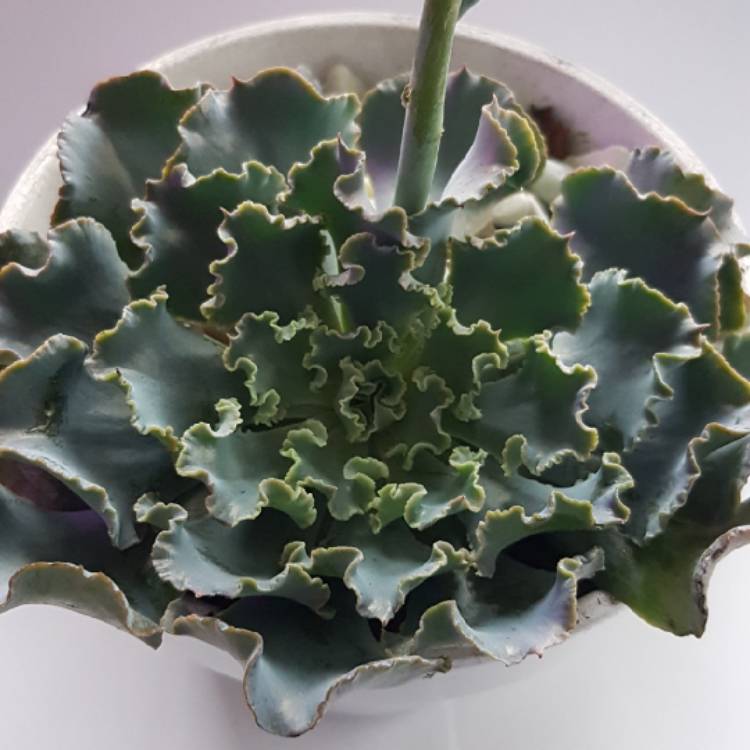 Plant image Echeveria Meridian