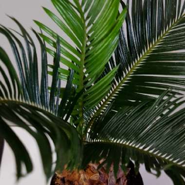 Sago Palm