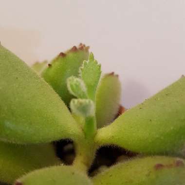 Cotyledon 'Bear Paws'