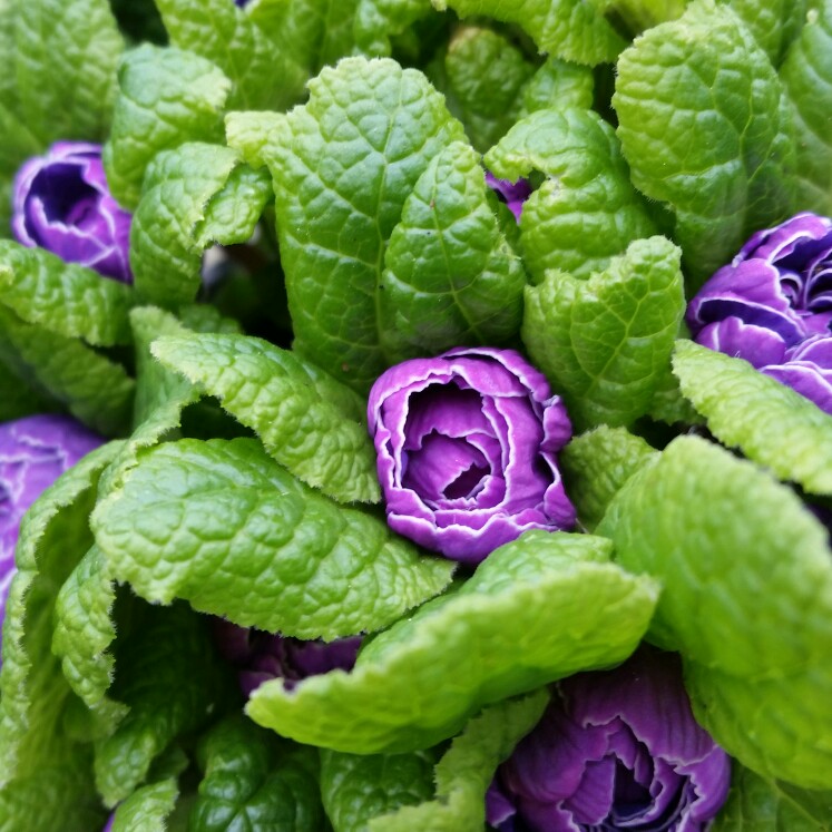 Plant image Primula belarina 'Amethyst Ice'