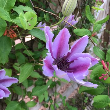 Clematis 'Volcano'