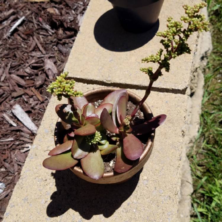 Plant image Crassula platyphylla 'Burgundy'