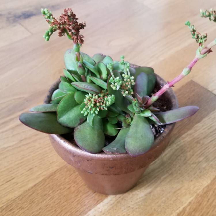 Plant image Crassula platyphylla 'Burgundy'