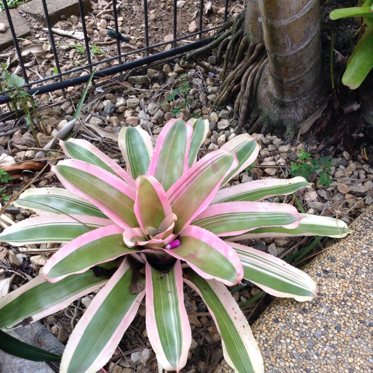 Neoregelia Compacta Variegata, Neoregelia Compacta Variegata - uploaded ...