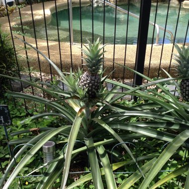 Ananas comosus