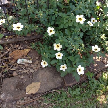 Turnera Subulata