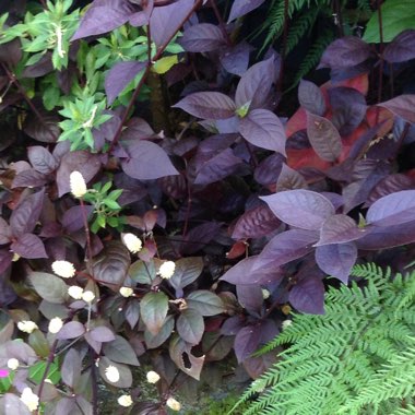 Alternanthera 'Little Ruby'