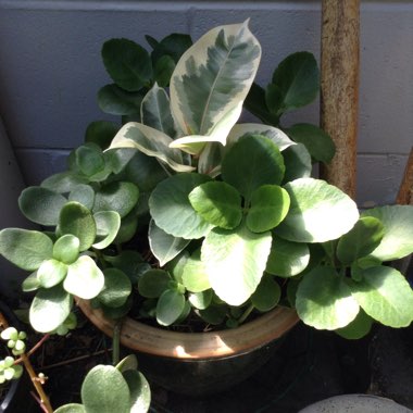 Kalanchoe Blossfeldiana