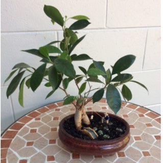 Ficus microcarpa (Bonsai)